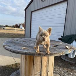 Fluffy Male French Bulldog Needs a New Home ASAP in Dallas, tx