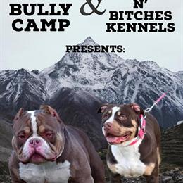 American Bully Male Available for Rehoming in Virginia Beach, va
