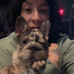 Female Merle French Bulldog Ready for Adoption in Smyrna, tn