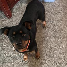 Female Rottweiler Puppy - AKC Registered, Vaccinated, Health Records Included in Malden, ma
