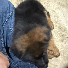 German Shepherd Puppies with Full AKC Registration in Virginia Beach, va