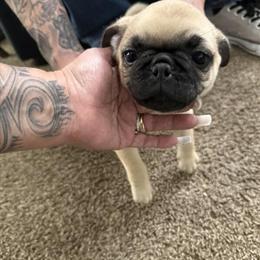 Pugs: 9-week-old fawn puppies available for rehoming in Bakersfield, ca