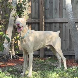 AKC White Doberman Stud Available for Limited Breedings in Miami, fl