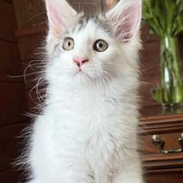 Maine Coon kitten ready for a new home in Hutchinson, mn