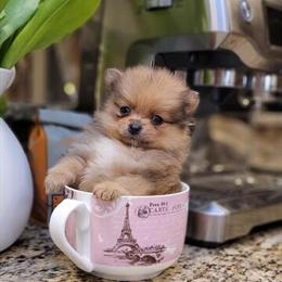 Mini Pomeranian Puppies for Adoption in Vancouver, wa