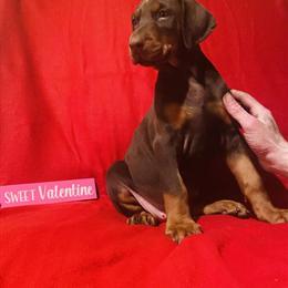 Doberman Puppies Available - AKC Registered, Born 11/25/25 in Sumrall, ms