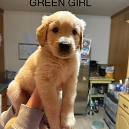 Golden Retriever Puppies Ready for New Homes in Thomaston, ga