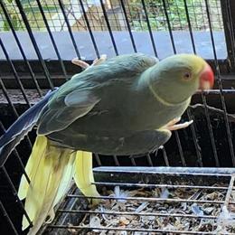 Indian Ringneck Male Bird for Sale - Turquoise and Violet in Panama City, fl