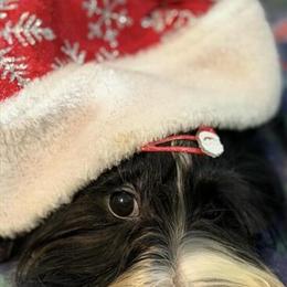 Party Yorkshire Terrier Available for Christmas in Homestead, fl