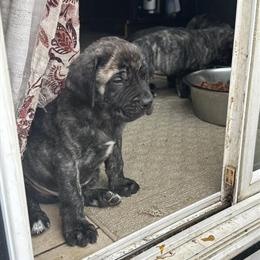 English Mastiff Puppies Available in Columbus, oh