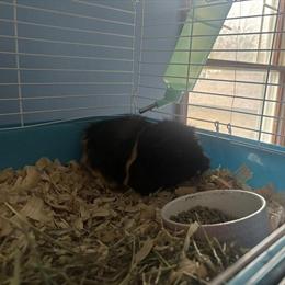 Rehoming Female Guinea Pig with Cage and Supplies in Norwalk, oh