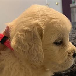 English Cream Golden Retriever Female Puppy Ready Now in Ocala, fl