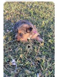 Exotic Biewer female puppy available in Homestead, fl