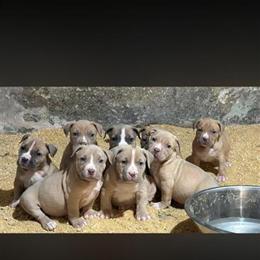 Male XL Bully Puppy for Adoption in Chicago, il