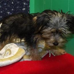 Yorkie-Chon Puppy Jim Available for Adoption in Paterson, nj