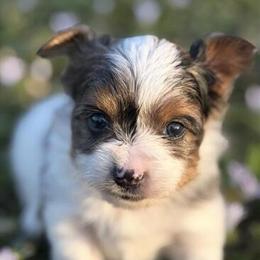 Exotic Biewer Yorkie Male Pup for Adoption in Homestead, fl