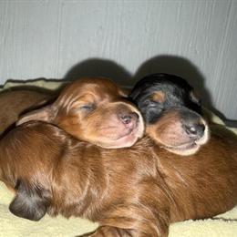 Miniature Dachshund Puppies for Sale in Battle Creek, mi
