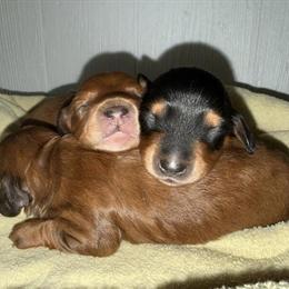 Dachshund Puppies Ready for New Homes in Battle Creek, mi