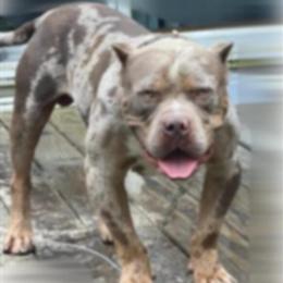 Lilac Tri Merle Stud Available in Orangeburg, sc