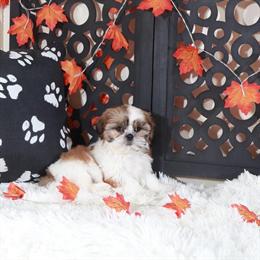 Charming Male Shih Tzu Puppy Conner Ready for a Loving Home in Mount Vernon, oh