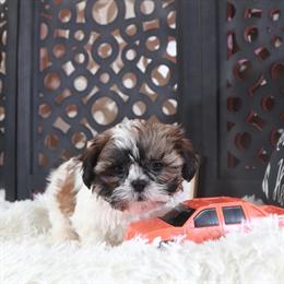 Charming Male Shih Tzu Puppy Ready for Adoption in Mount Vernon, oh