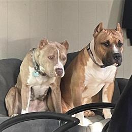 American Bully Pups Ready for Valentine's Day in Fort Wayne, in