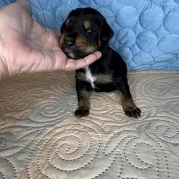 Doberdoodle Puppies Available in Louisa, ky