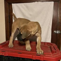 Boerboels - NKC Registered Puppies Ready for Homes in Cincinnati, oh