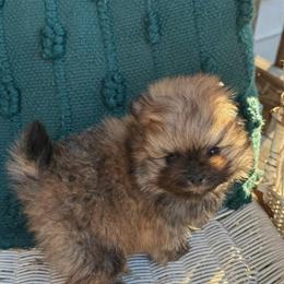 Male Sable Pomeranian Puppy Ready February 20th in Salem, va
