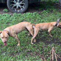 Redbone Coonhound Puppies Available in Charleston, sc