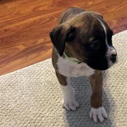 Boxer Puppy from Champion European Bloodline Ready for New Home in Kenton, oh