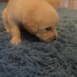 Great Pyrenees Puppies Ready for Forever Homes in Flushing, mi