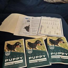 Papers for Rottweiler and Presa Canario Dogs in Sicklerville, nj
