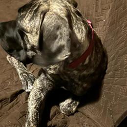 6 Month Old English Mastiff for Rehoming in Bensalem, pa