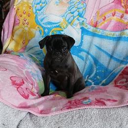 Pug Puppies Ready for Christmas and New Year Homes in Bay City, mi