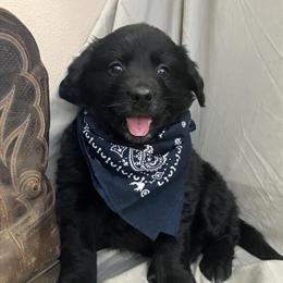 Golden Retriever Puppies Ready for Adoption in Oshkosh, wi