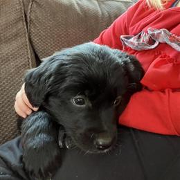 Golden Retriever Puppies Looking for Forever Homes in Oshkosh, wi