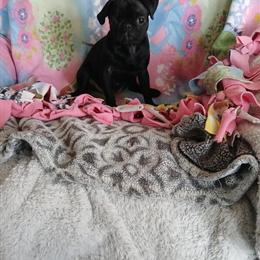 Pug Puppies Available Now in Bay City, MI in Bay City, mi