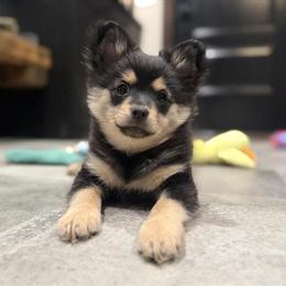 Pomeranian Puppies Ready for Loving Homes in Minneapolis, mn