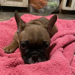 Male French Bulldog Looking for a New Home in Uniondale, ny