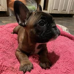 Female French Bulldog Puppy, 9 Weeks Old, Looking for a New Home in Uniondale, ny