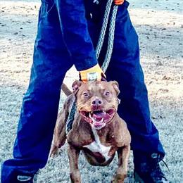 American Pit Bull Terrier Puppies Available in Southern Pines, nc