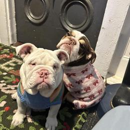 English Bulldog Merle Female for Adoption in Lithonia, ga