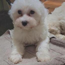 8 Week Male Maltese Puppy Ready for a Forever Home in Lorain, oh