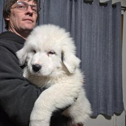 Great Pyrenees Puppies Available in Mabelvale, ar