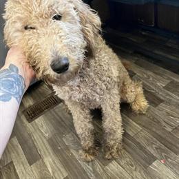 Female Goldendoodle, 6 months old, great with cats and dogs in Yadkinville, nc