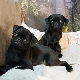 Pug Puppies Available - Boys Starting at $500, Girls at $600 in Bay City, mi