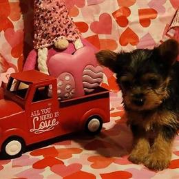 Female Yorkshire Terrier Puppy Ready for New Home in Charleston, sc