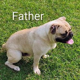 French Bulldog Rocky Ready for Pickup on December 20 in Goldsboro, nc