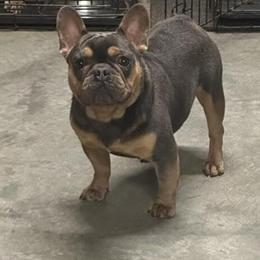 2-Year-Old Male French Bulldog Stud for Breeding in Atlanta, ga